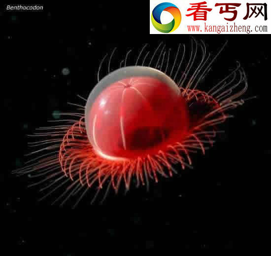 看不见的海底“杀人”生物!