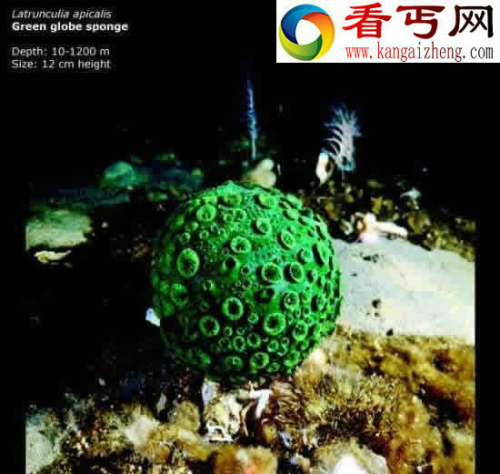 看不见的海底“杀人”生物!
