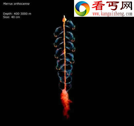 看不见的海底“杀人”生物!