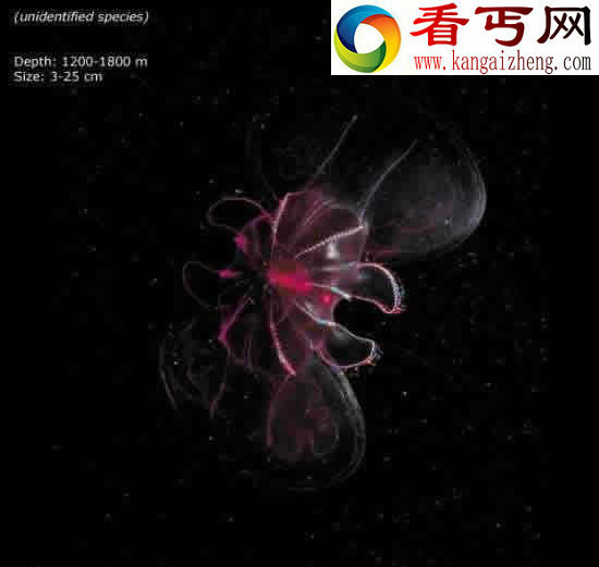 看不见的海底“杀人”生物!