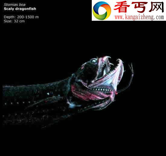 看不见的海底“杀人”生物!