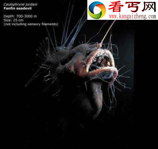 看不见的海底“杀人”生物!