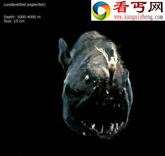 看不见的海底“杀人”生物!