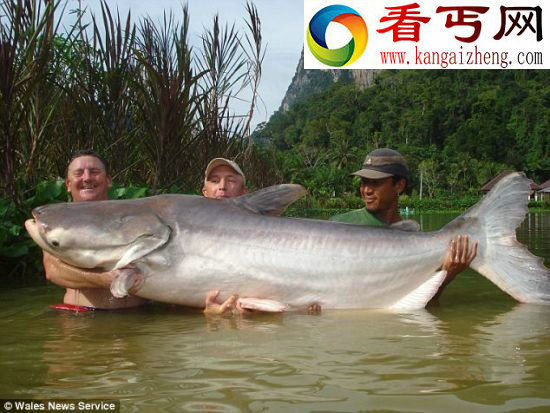 这不是传说肯特先生(左)和他的朋友西恩·吉尔汉姆(Sean Gillham),以及一位泰国钓鱼向导一起举起了这条体长达7英尺(2.1米),重量超过200斤的湄公河鲶鱼 一英国男子抓住200斤重巨型鲶鱼破纪录
