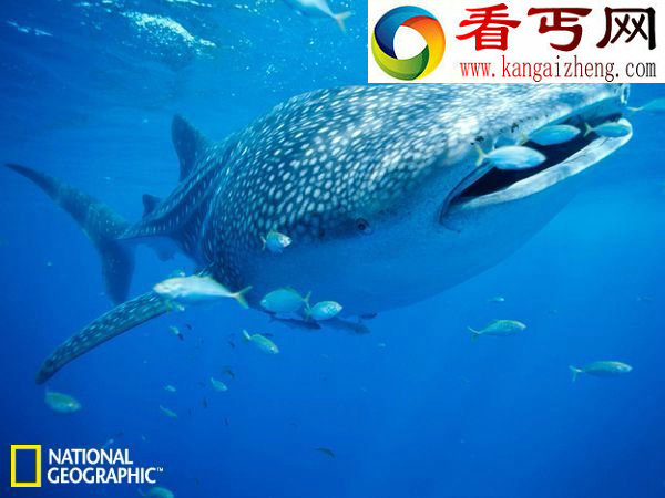 探寻奇妙深海世界巨型蛤蜊“被传说”会吃人