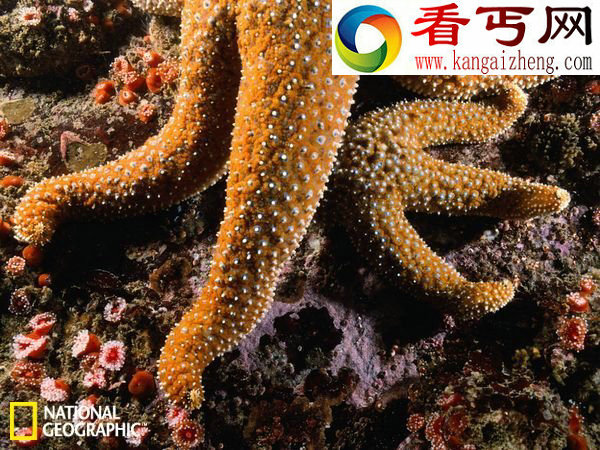 探寻奇妙深海世界巨型蛤蜊“被传说”会吃人