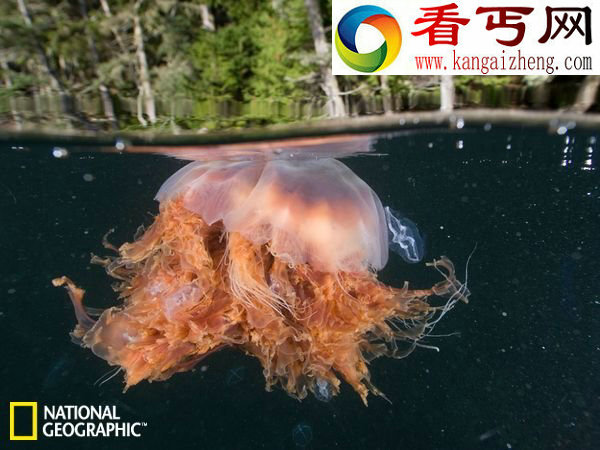 探寻奇妙深海世界巨型蛤蜊“被传说”会吃人