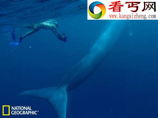 探寻奇妙深海世界巨型蛤蜊“被传说”会吃人