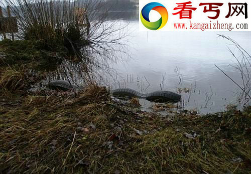 揭露英“温德米尔湖水怪” 仅是轮胎浮在水面