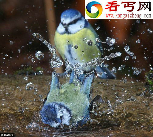 小鸟睡前爱“洗澡” 抓拍蓝山雀集体沐浴瞬间