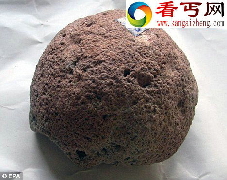 俄展出含胚胎恐龙蛋化石 有助研究恐龙繁殖发育