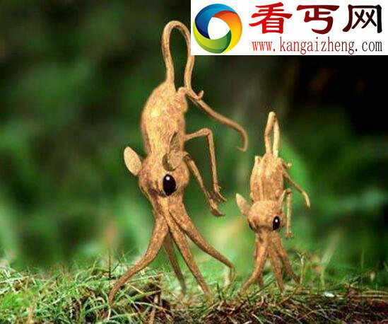 鼻行动物竟真实存在,四肢退化用鼻子行走