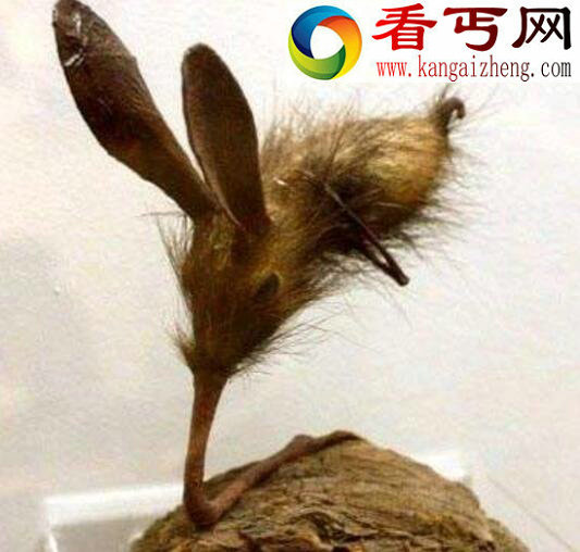 鼻行动物竟真实存在,四肢退化用鼻子行走
