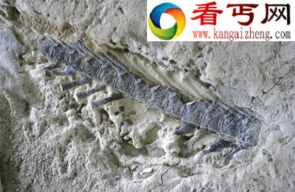 见生物大灭绝后生命顽强复苏的远安化石群落