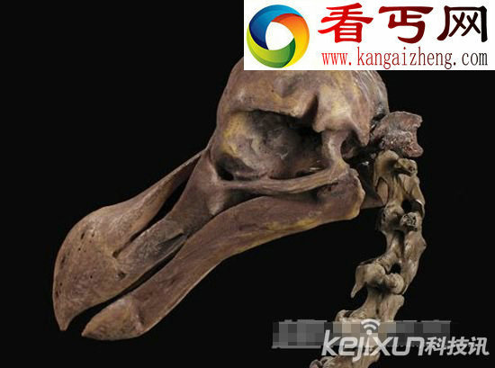 考古学家收藏七颗头骨 每一颗价值不菲