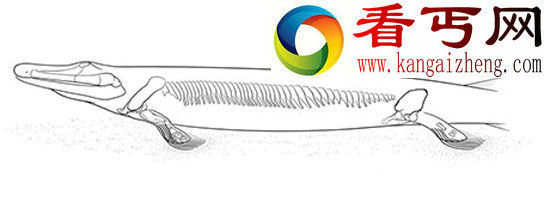 3亿年前远古怪鱼化石 或揭示动物进化历程