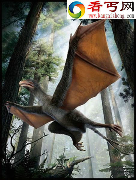 具有类似蝙蝠翅膀的小型恐龙——奇翼龙