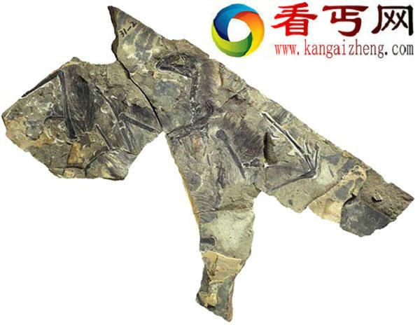 具有类似蝙蝠翅膀的小型恐龙——奇翼龙