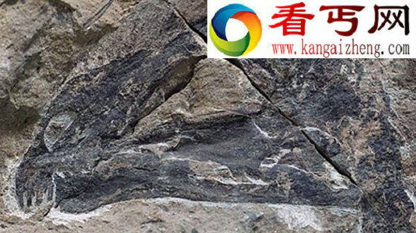 具有类似蝙蝠翅膀的小型恐龙——奇翼龙