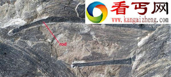 具有类似蝙蝠翅膀的小型恐龙——奇翼龙