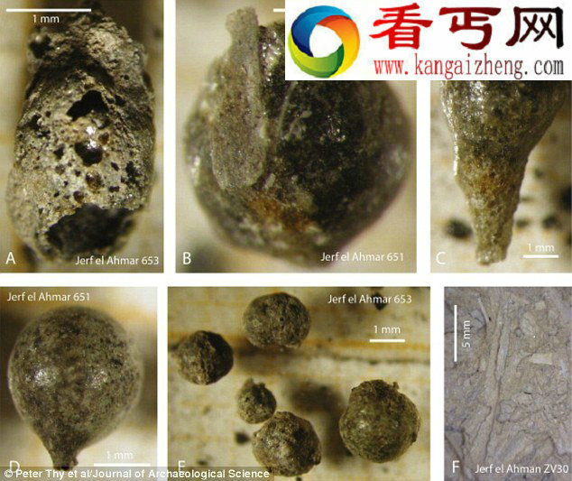 探索冰河时期大型哺乳动物灭绝之谜