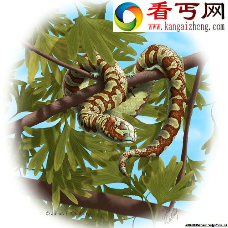 1.7亿年前的蛇类化石或拥有四条腿