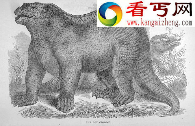 恐龙化石的发现史上“曼特尔夫妇”的故事