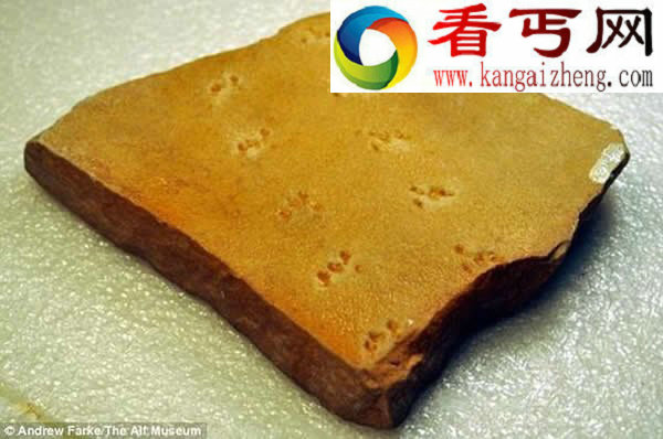 2.6亿年前的蜘蛛足迹化石