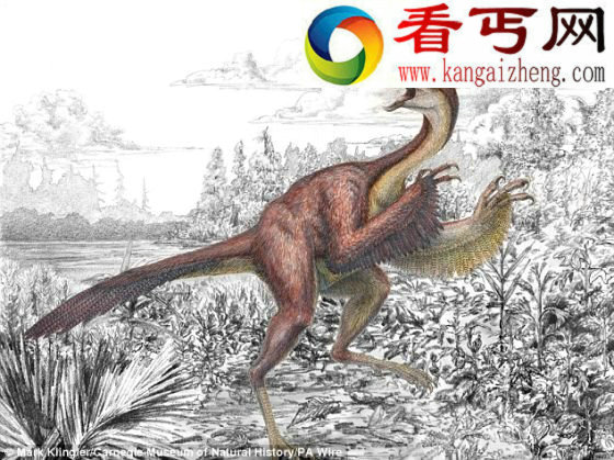 6600万年前巨型猛禽高3米被称为“地狱鸡”