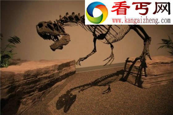 科学家检测亿年前恐龙骨骼-探秘伤口自愈机制