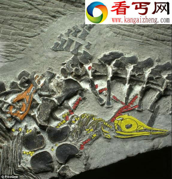  2.5亿年前化石真实呈现鱼龙产仔全过程