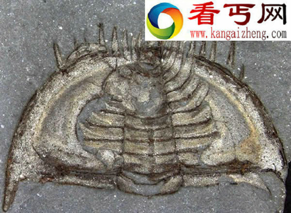 二叠纪大灭绝杀死地球上90%生命大约需要6万年