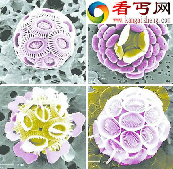 两百万年前南海海底浊流激荡