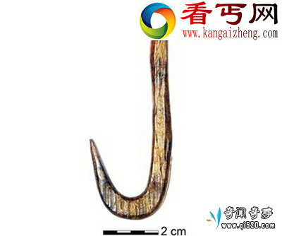 1.2万年前古人类用猛犸牙制作鱼钩