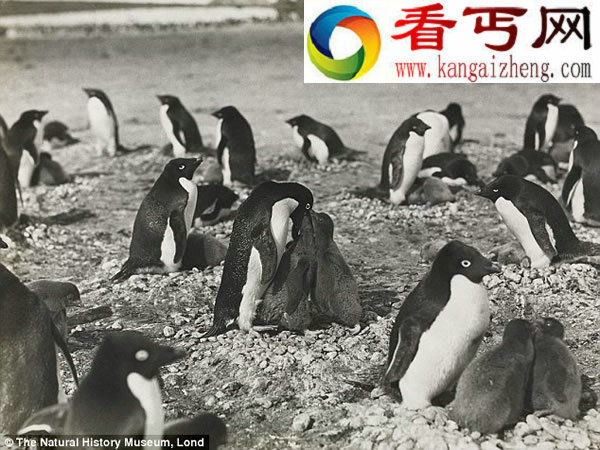 科学家百年前在南极观察到企鹅奸尸行为