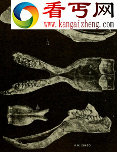 神秘奇异的史前铲齿象嘴大似巨大铁铲