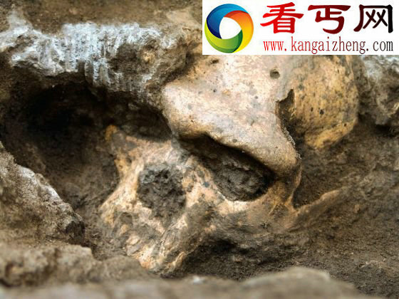 180万年前头骨化石引发人类古老祖先的争论