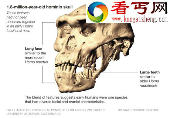 180万年前头骨化石引发人类古老祖先的争论