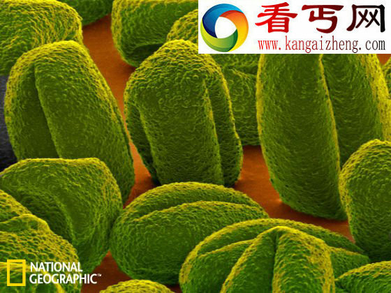 近日一项对花粉颗粒化石的分析显示,在一段超过150年的时期内,曾出现了一连串严重的旱灾 干旱导致了铜器时代文明的崩溃