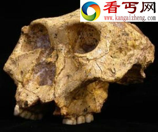 百万年前的非洲“男主人”多是宅男，“女主人”大多来自异乡