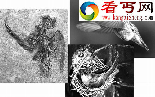 分开进化造就两样飞行技巧