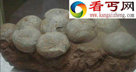 工人挖路挖出一窝大小不一＂恐龙蛋＂ /图 