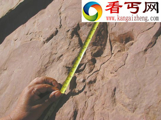 昭觉现恐龙脚印 经鉴别为白垩纪时期化石(图)