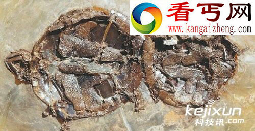 出土4700万年前乌龟交配化石
