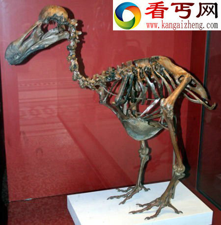 具有500年历史完整渡渡鸟化石现身英国拍卖行