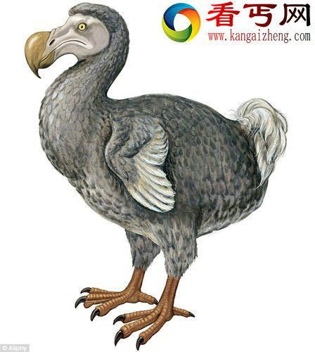 具有500年历史完整渡渡鸟化石现身英国拍卖行