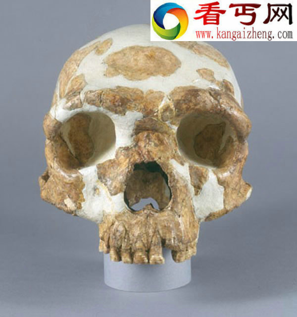 距今28万年的金牛山人挑战“非洲起源说”