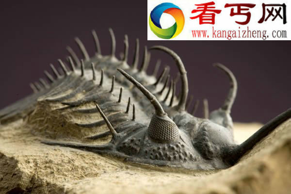  解密远古三叶虫的生活方式