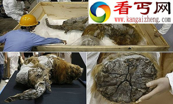 3.9万年前“冰冻”猛犸象保存完好 全球首展