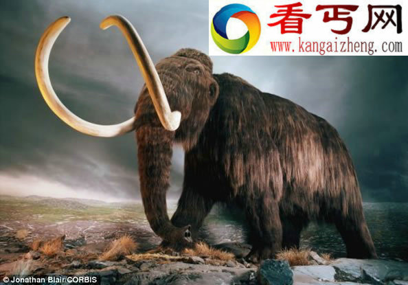 3.9万年前“冰冻”猛犸象保存完好 全球首展